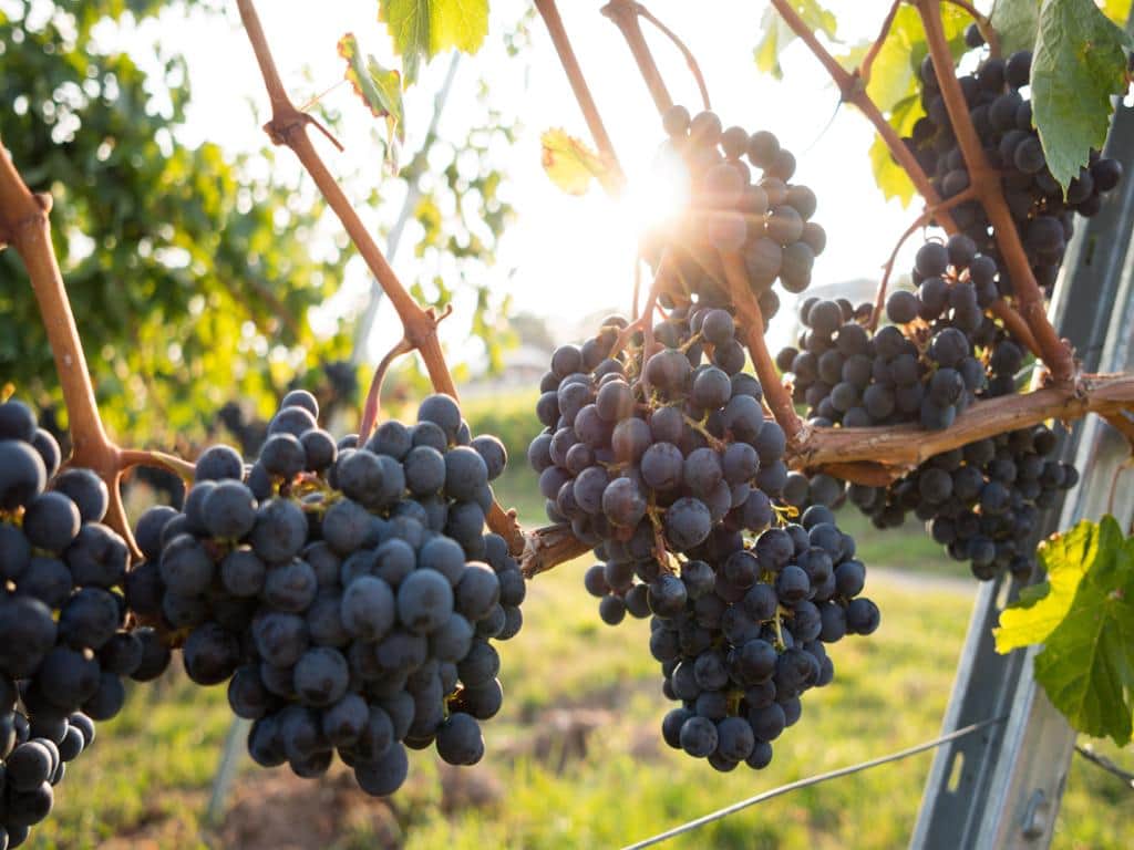 Hunter Valley Wine Tasting